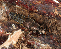 Platydracus viridanus