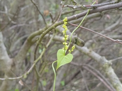 Dioscorea humifusa