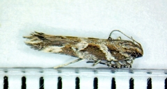 Aristotelia fungivorella
