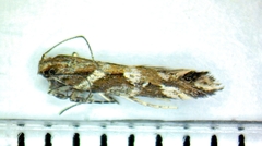 Aristotelia fungivorella