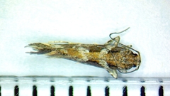 Aristotelia fungivorella