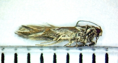 Aristotelia fungivorella
