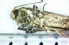 Aristotelia fungivorella