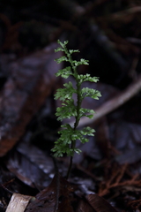 Hymenophyllum caudiculatum