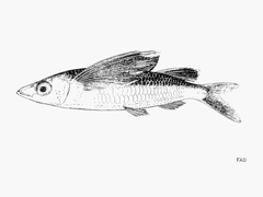Sharpchin Flyingfish photo 1