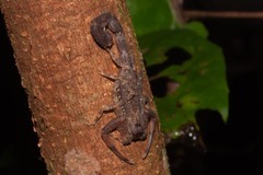 Tityus obscurus