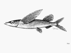 Sharpchin Flyingfish photo 5