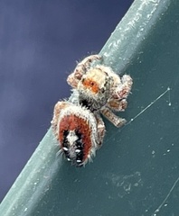 Phidippus californicus
