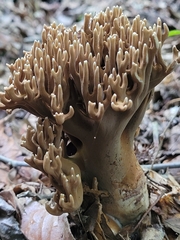 Ramaria grandis