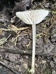 Entoloma perumbilicatum