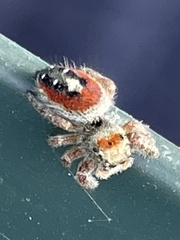 Phidippus californicus