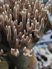 Ramaria grandis