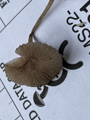 Entoloma perumbilicatum