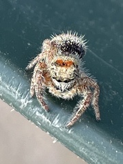 Phidippus californicus