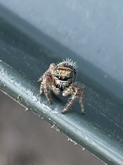 Phidippus californicus