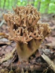 Ramaria grandis