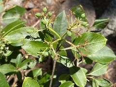 Viburnum cassinoides image