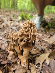Ramaria grandis