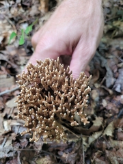 Ramaria grandis