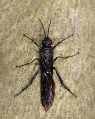 Urocerus cressoni
