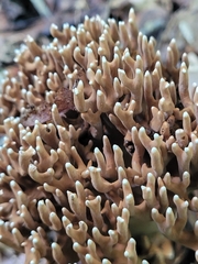Ramaria grandis