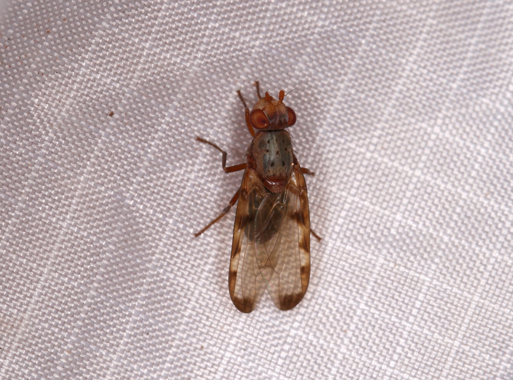 Diacrita plana