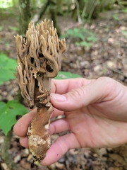 Ramaria grandis
