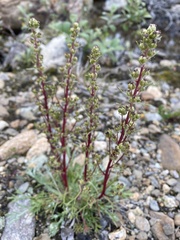 Artemisia borealis borealis