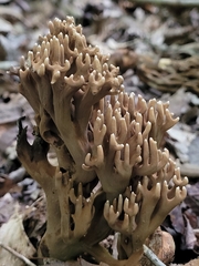 Ramaria grandis