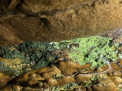 Flakea papillata