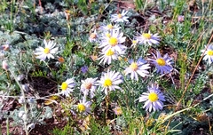 Aster hispidus