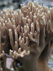 Ramaria grandis