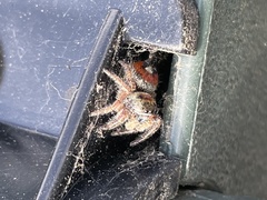 Phidippus californicus