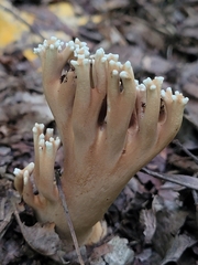 Ramaria grandis