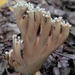 Ramaria grandis - Photo (c) Jamie Newman, some rights reserved (CC BY-NC), uploaded by Jamie Newman