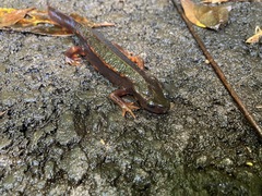 Cynops ensicauda ensicauda
