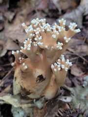 Ramaria grandis