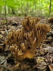 Ramaria grandis