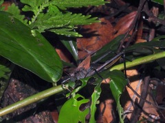 Mecopodinae
