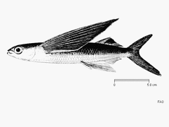 Margined Flyingfish photo 4