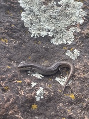 Plestiodon multivirgatus