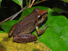 Pristimantis zeuctotylus
