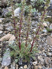 Artemisia borealis borealis