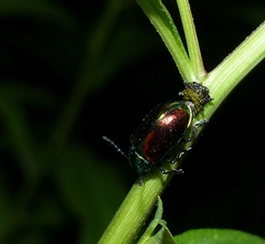 Chrysochus auratus