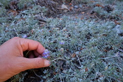 Lupinus breweri