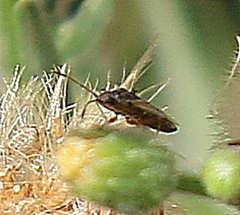 Oedancala dorsalis