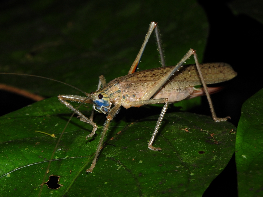 Eumecopterus incisus