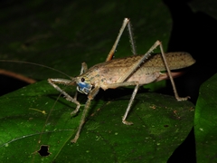 Eumecopterus incisus