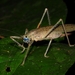 Eumecopterus incisus - Photo 由 olivier_fortune 所上傳的 (c) olivier_fortune，保留部份權利CC BY-NC