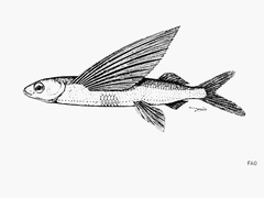 Butterfly Flyingfish photo 1